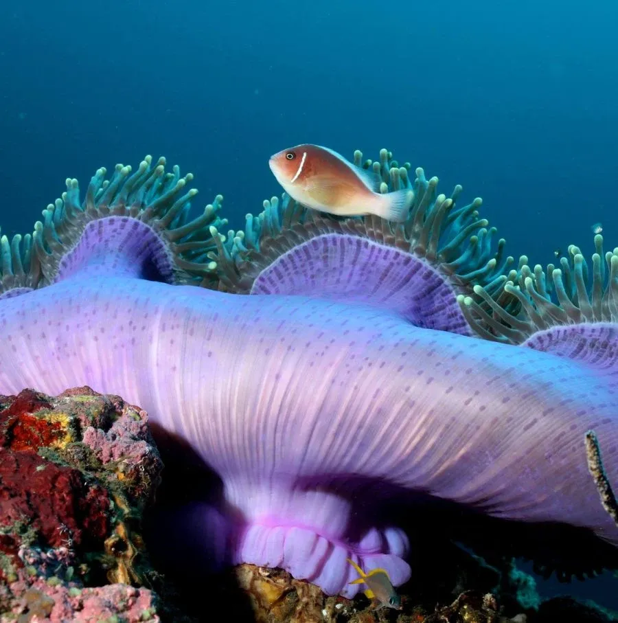 5 Best Dive Sites in Ha'apai