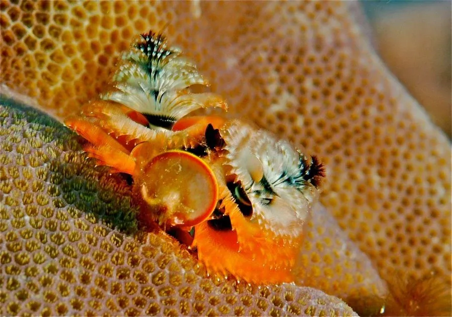 10 Best Dive Sites in Vava'u