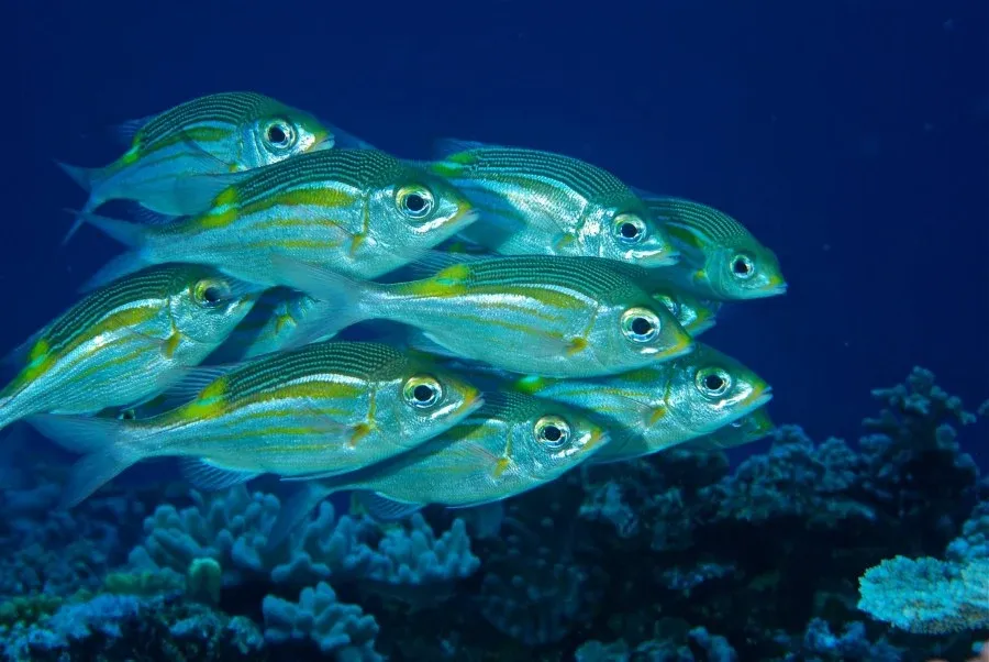 10 Best Dive Sites in Vava'u