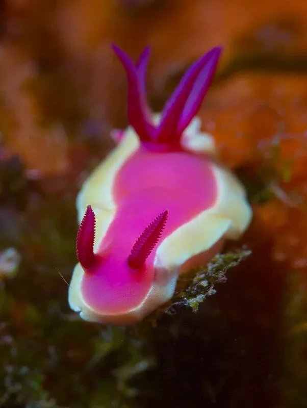 10 Best Dive Sites in Vava'u
