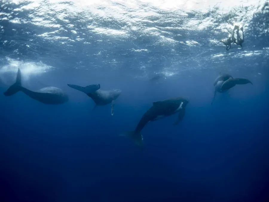 10 Photos That Will Make You Want to Swim with Whales in Tonga Now