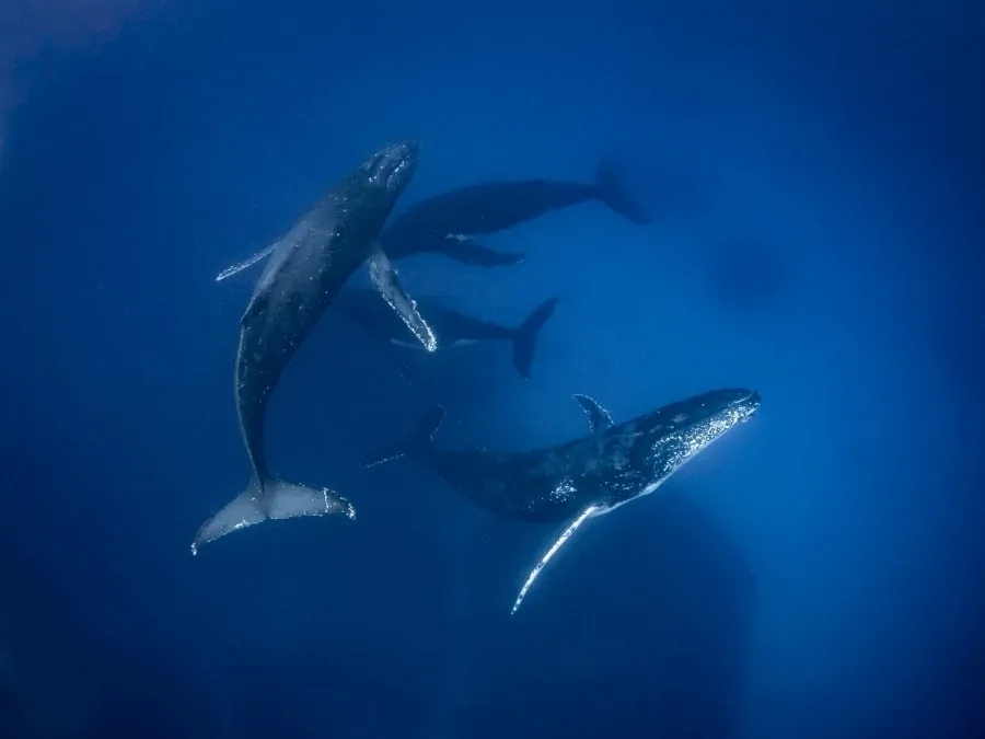 10 Photos That Will Make You Want to Swim with Whales in Tonga Now