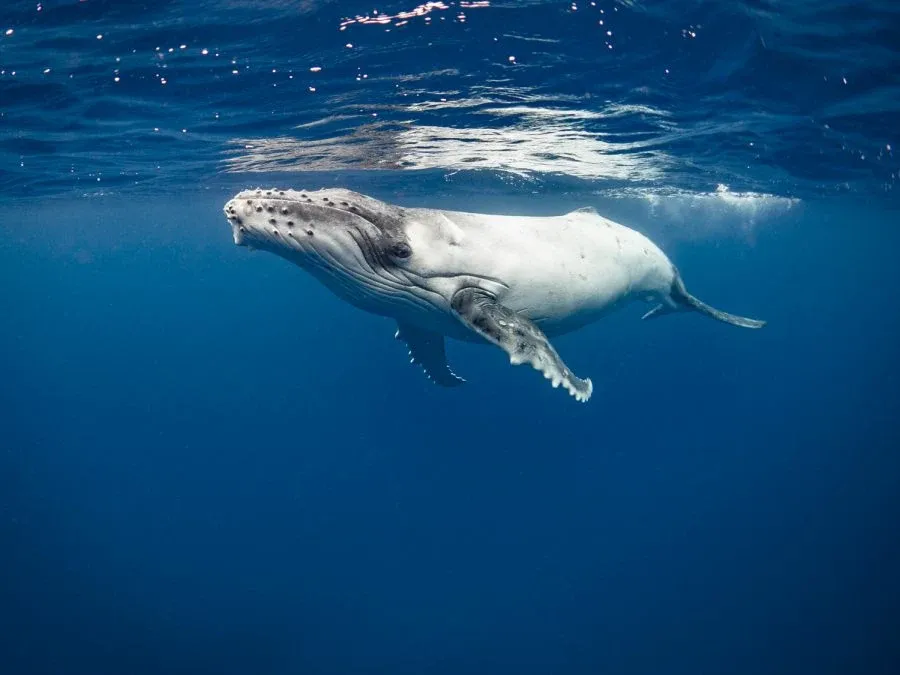 10 Photos That Will Make You Want to Swim with Whales in Tonga Now