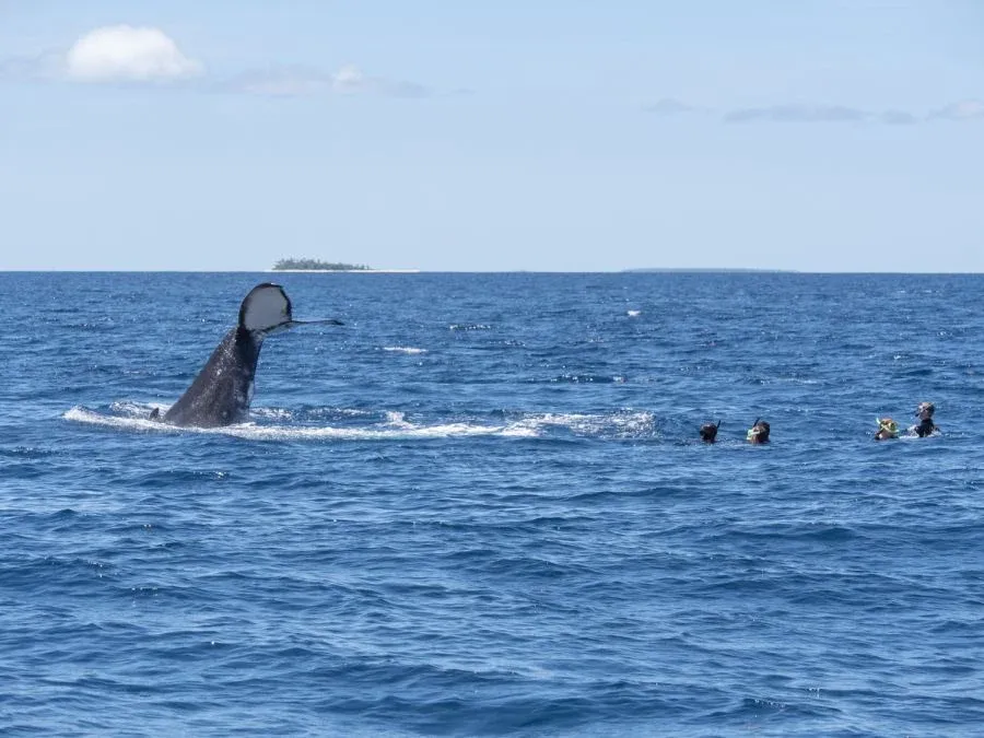 10 Photos That Will Make You Want to Swim with Whales in Tonga Now