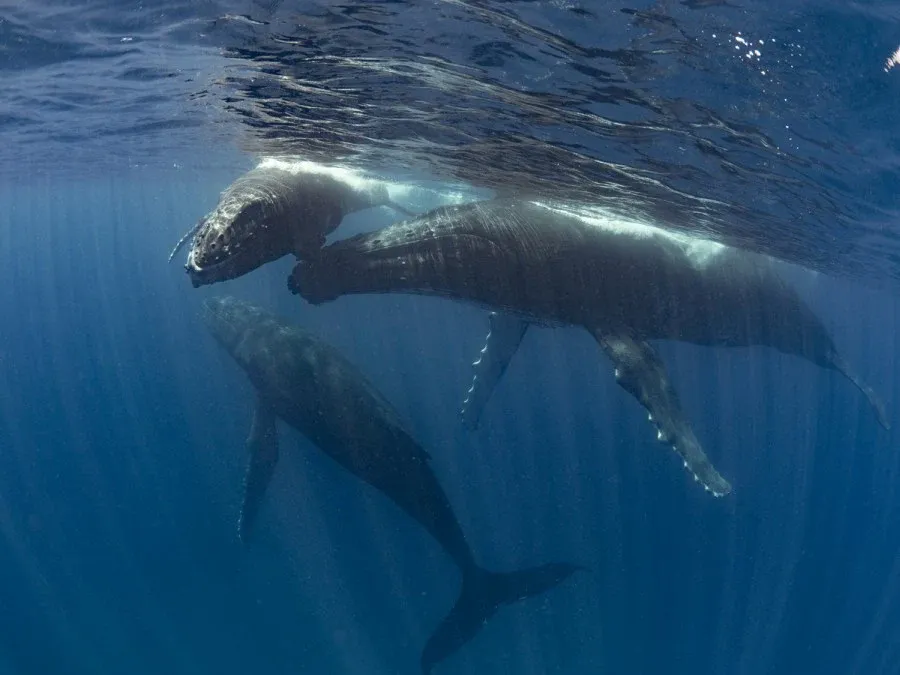 10 Photos That Will Make You Want to Swim with Whales in Tonga Now
