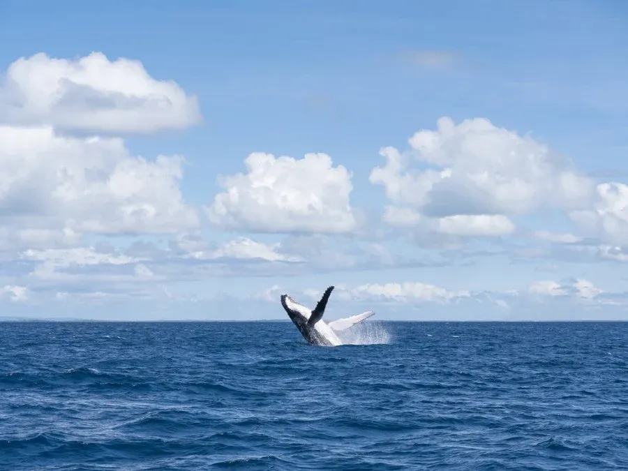 10 Photos That Will Make You Want to Swim with Whales in Tonga Now