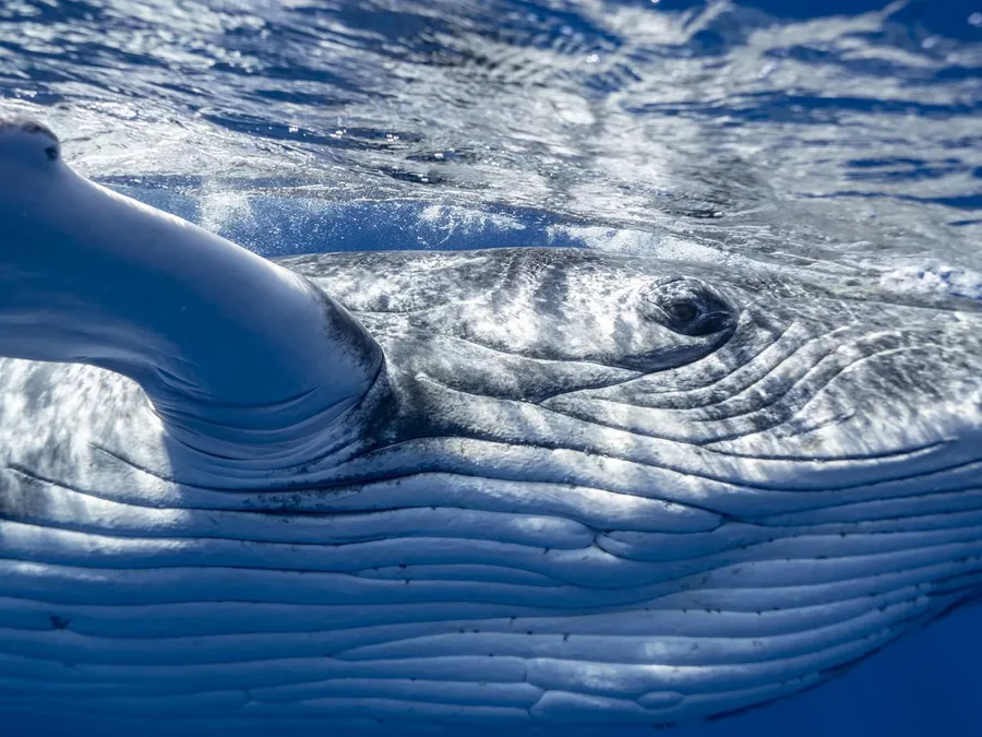 10 Photos That Will Make You Want to Swim with Whales in Tonga Now