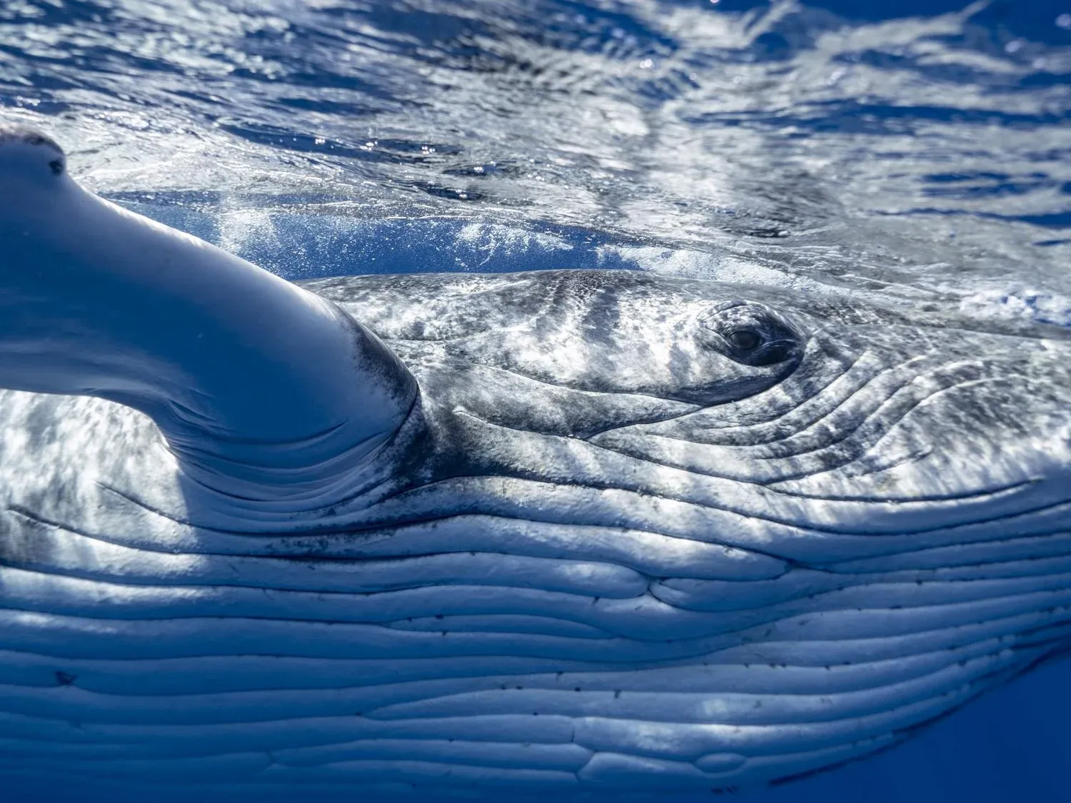 10 Photos That Will Make You Want to Swim with Whales in Tonga Now