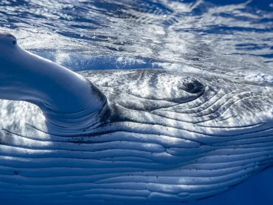 10 Photos That Will Make You Want to Swim with Whales in Tonga Now