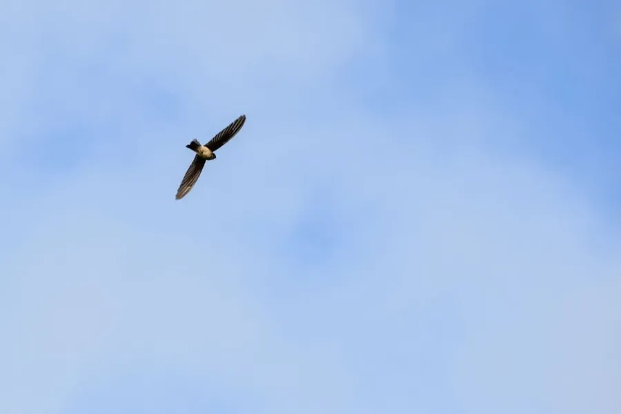 10 Animals & Birds Found in Tonga