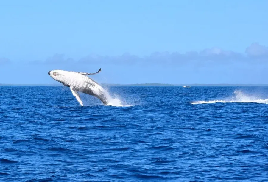 10 Best Whale Swim Tours in Vava'u [2025]