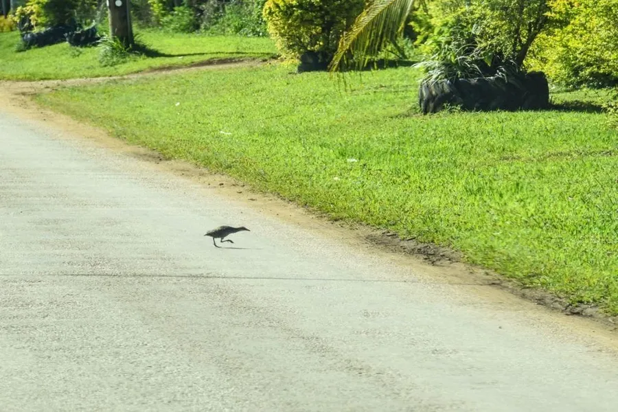 10 Animals & Birds Found in Tonga