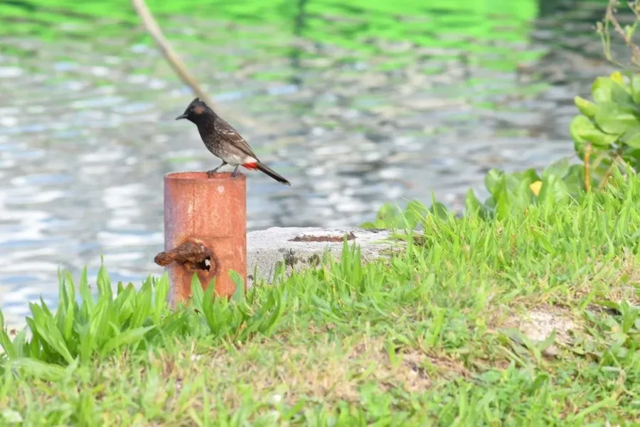 10 Animals & Birds Found in Tonga