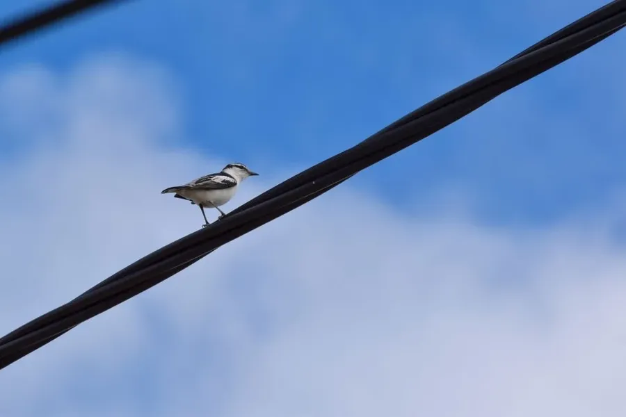 10 Animals &amp; Birds Found in Tonga