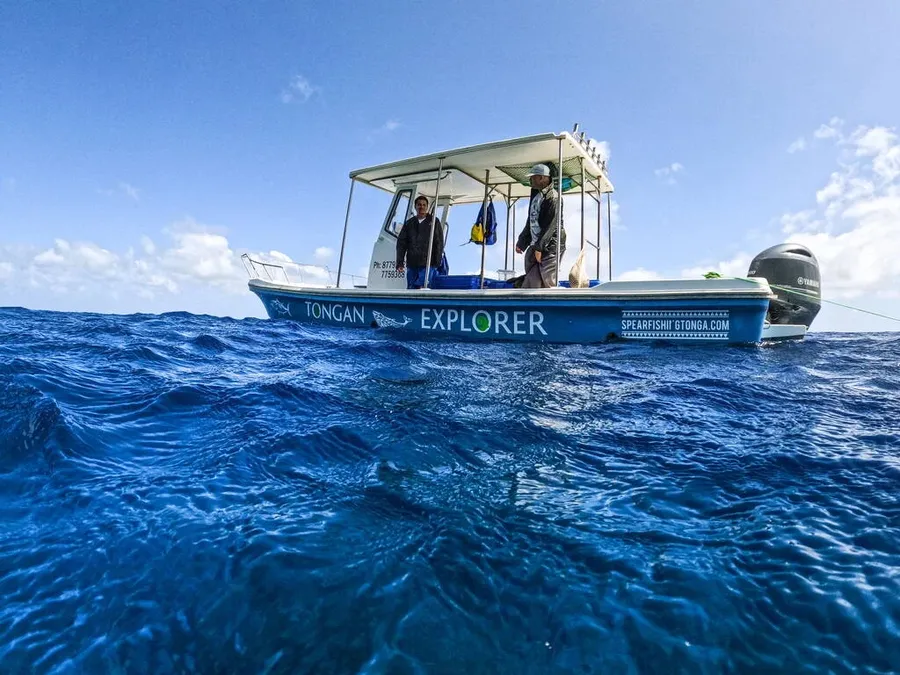 The Best Whale Tours in 'Eua ???? [2023]