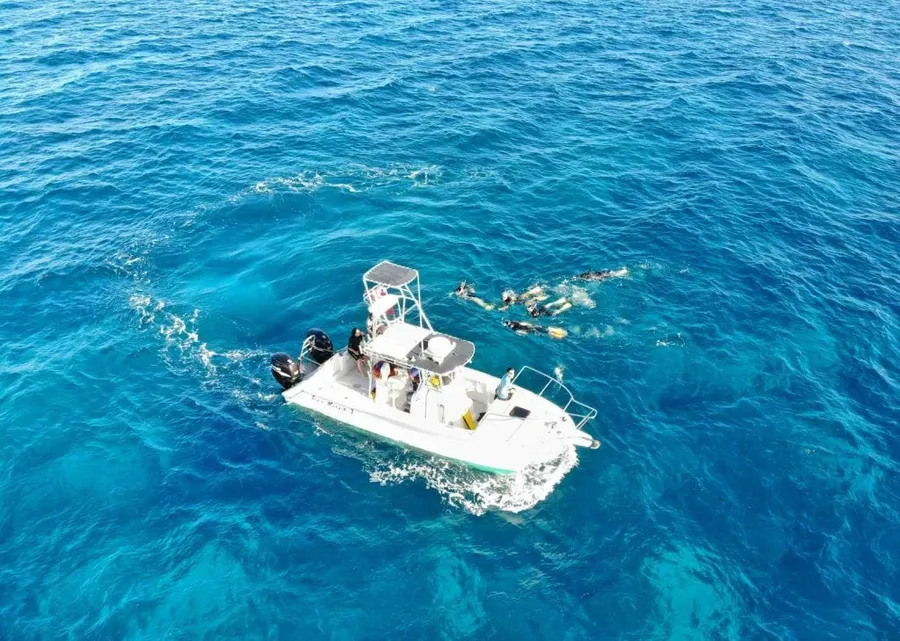 5 Best Whale Swim Tours in Tongatapu & Nuku'alofa ???? [2023]