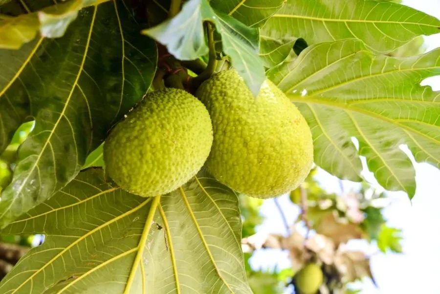 10 Exotic Fruits in Tonga You Have to Try