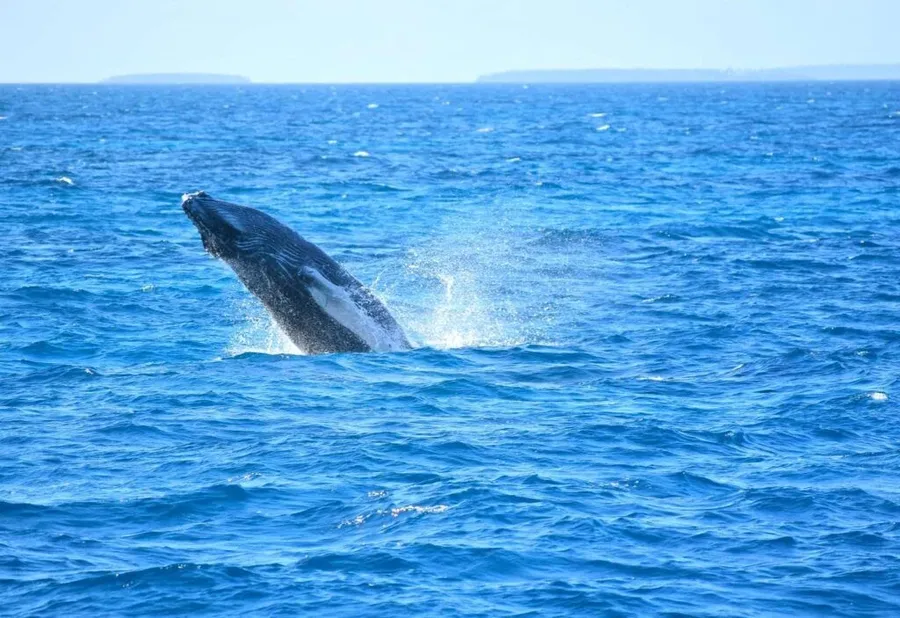 10 Tips for a BETTER Whale Swim in Tonga