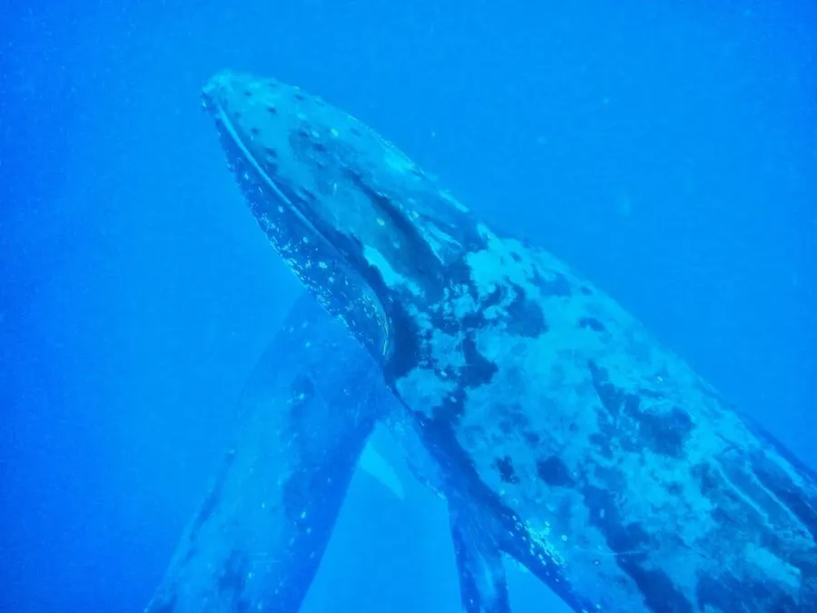 10 Most Romantic Things to Do in Tonga for Couples