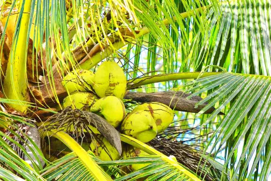 10 Safety Tips for Driving in Tonga