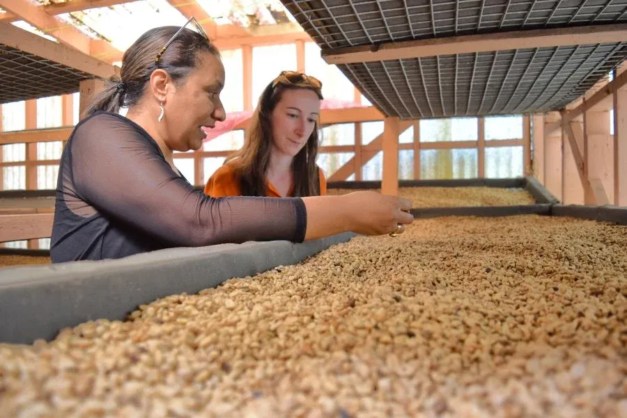 Tonga Foodie Itinerary: 5 Days