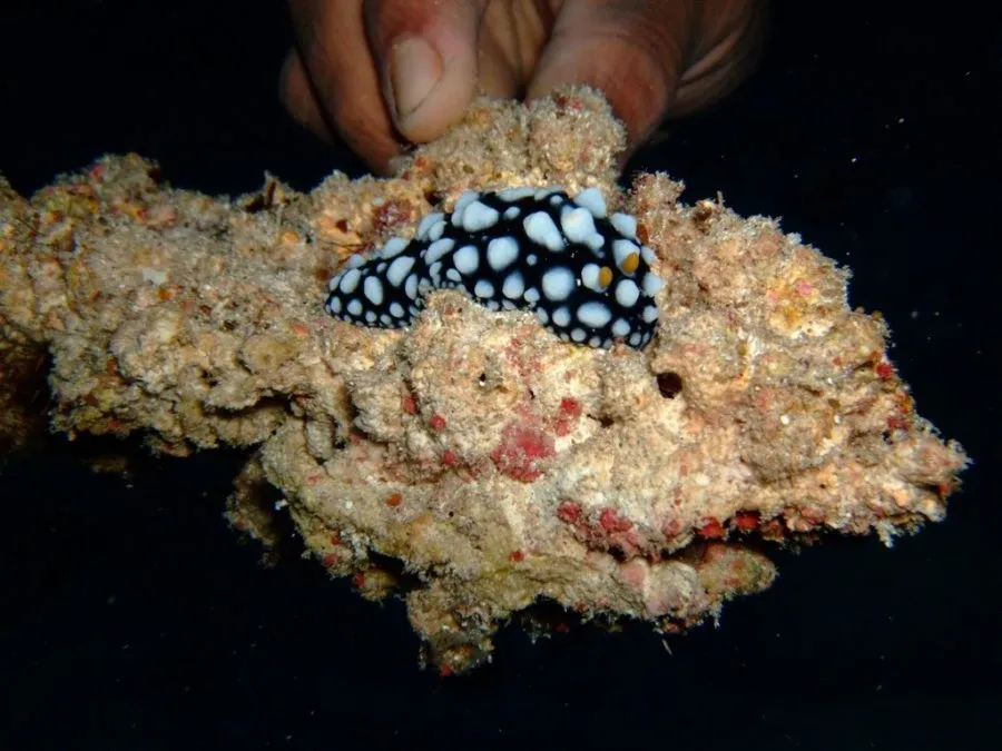 10 Best Dive Sites in Tonga