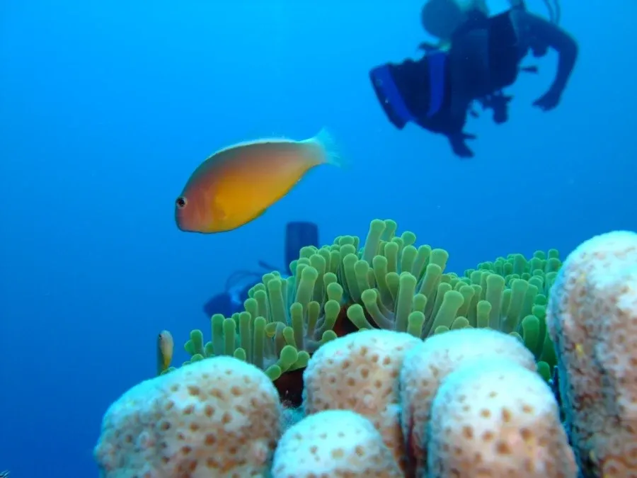 5 Best Dive Sites in Ha'apai