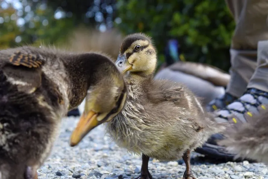 10 Animals & Birds Found in Tonga