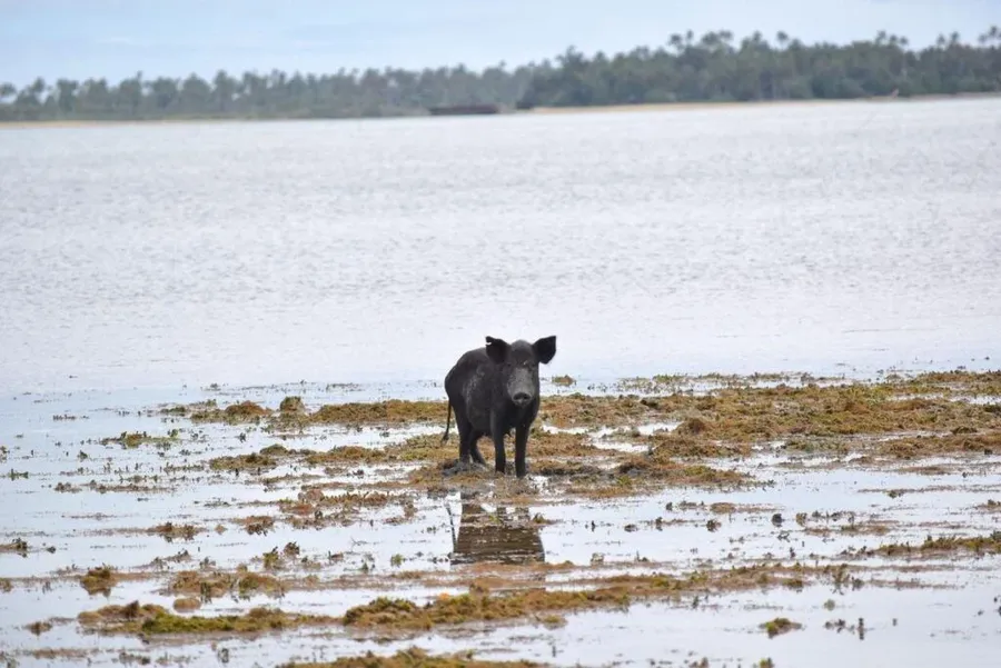 15 Best Things to Do in Tonga with Kids