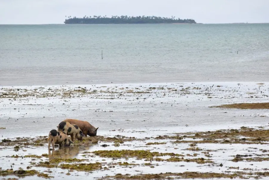 101 Best Things to Do in Tonga: The Ultimate List ???? [2023]