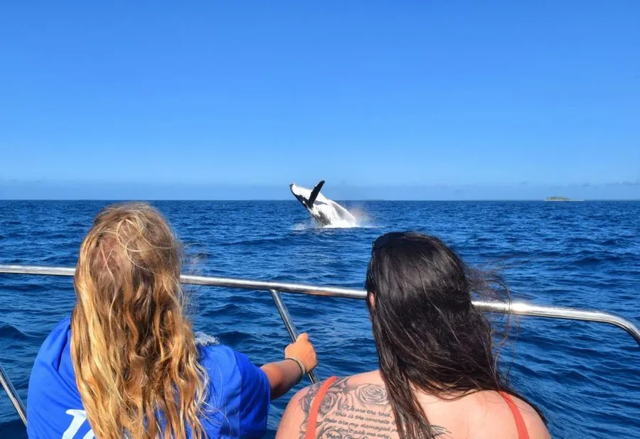 The Best Place to Swim with Whales in Tonga