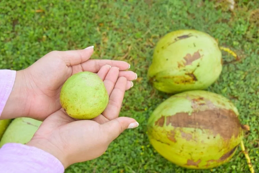 10 Exotic Fruits in Tonga You Have to Try