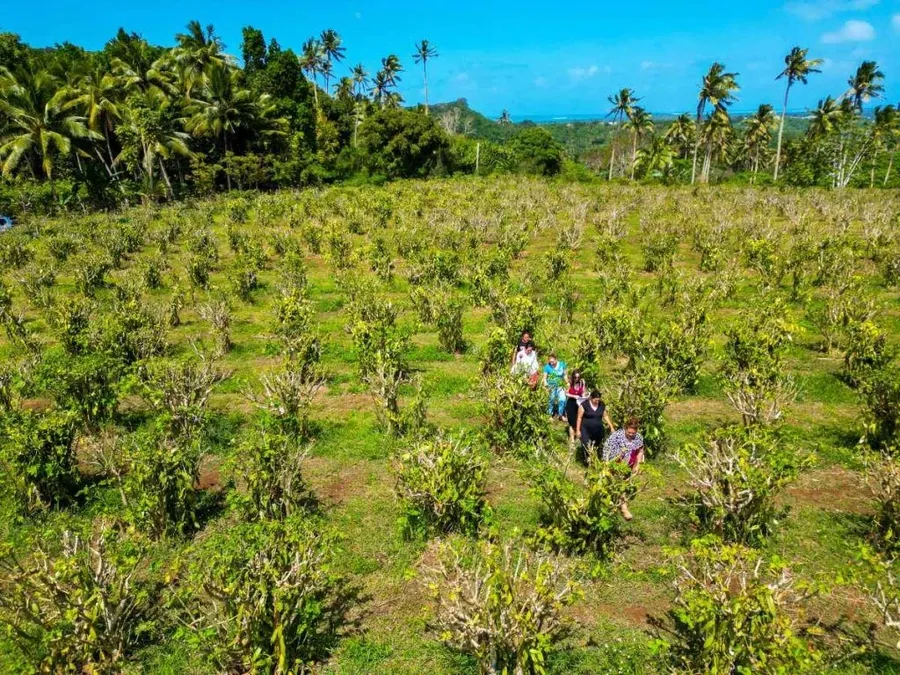 7 Things to Do in Vava'u for Foodies