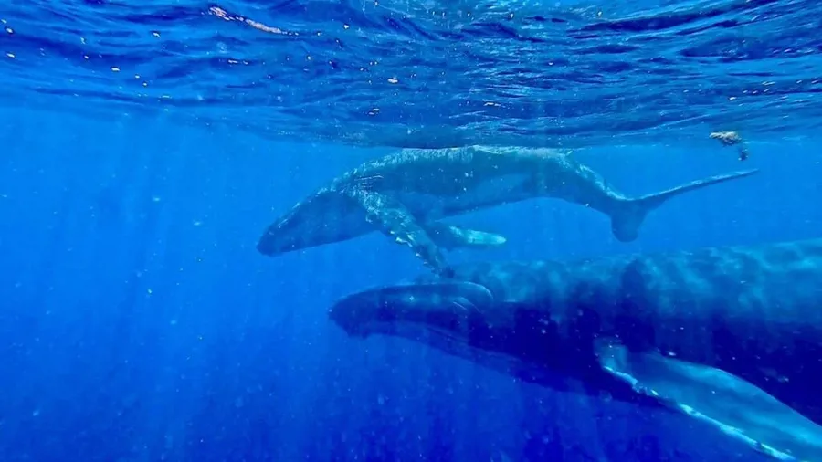5 Best Whale Swim Tours in Tongatapu &amp; Nuku'alofa 🐳 [2025]