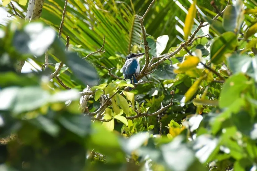 7 Best Wildlife Experiences in Tonga