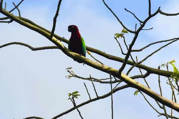 The Guide to Ecotourism in Tonga