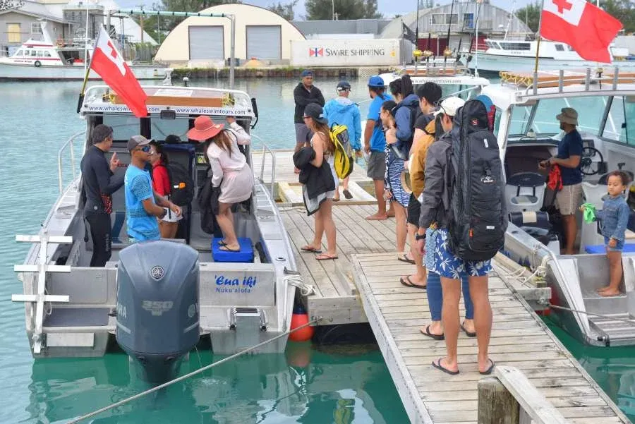 10 Tips for Swimming with Whales in Tonga