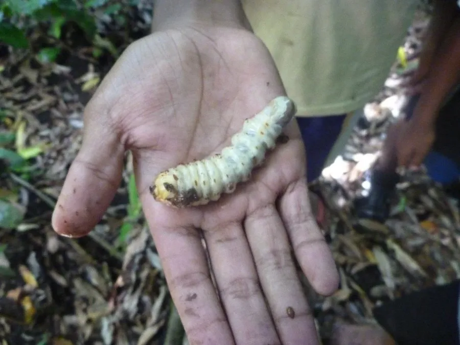 6 Unique Foods in Tonga You Have to Try