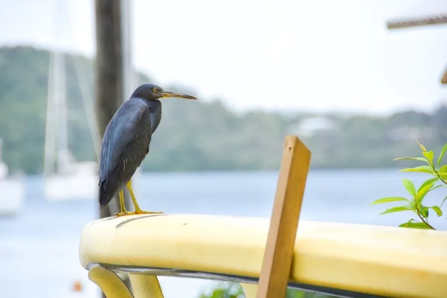 10 Animals &amp; Birds Found in Tonga