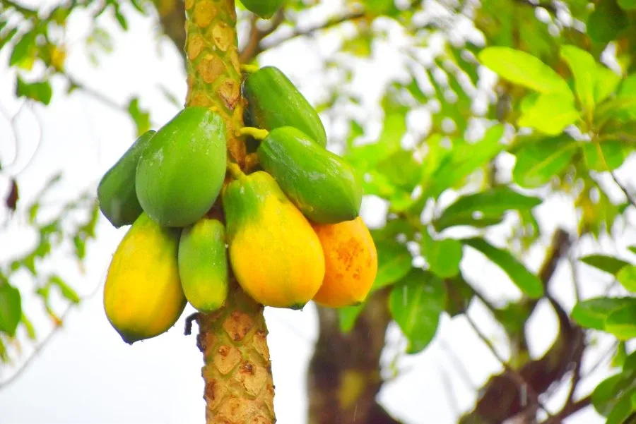 10 Exotic Fruits in Tonga You Have to Try