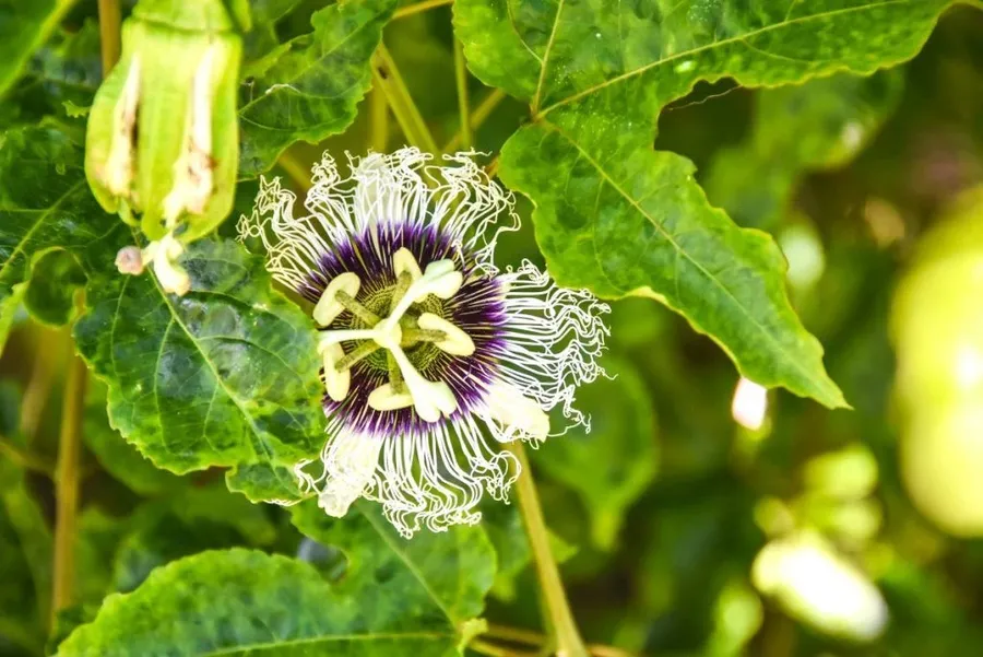 10 Exotic Fruits in Tonga You Have to Try