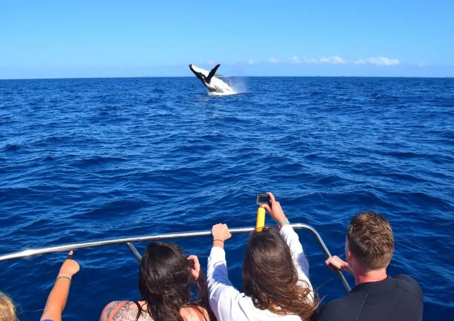 12 BEST Whale Swim Tours in Tonga ???? [2023]