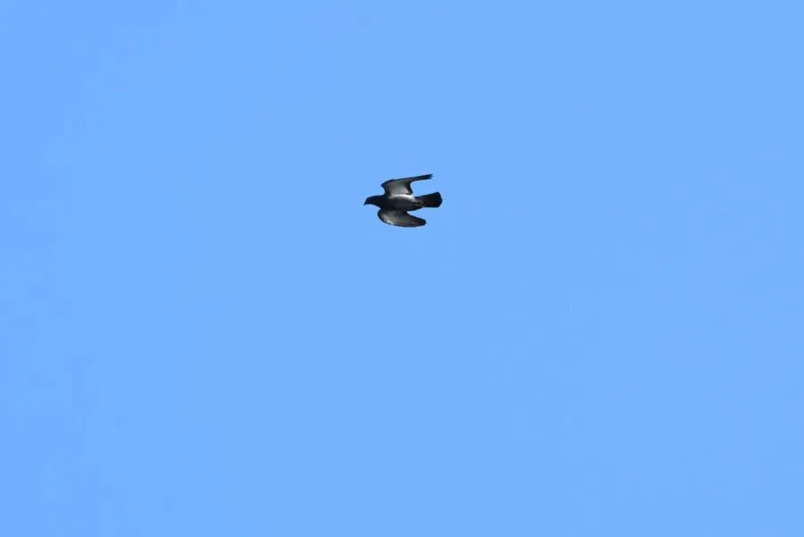 10 Animals & Birds Found in Tonga