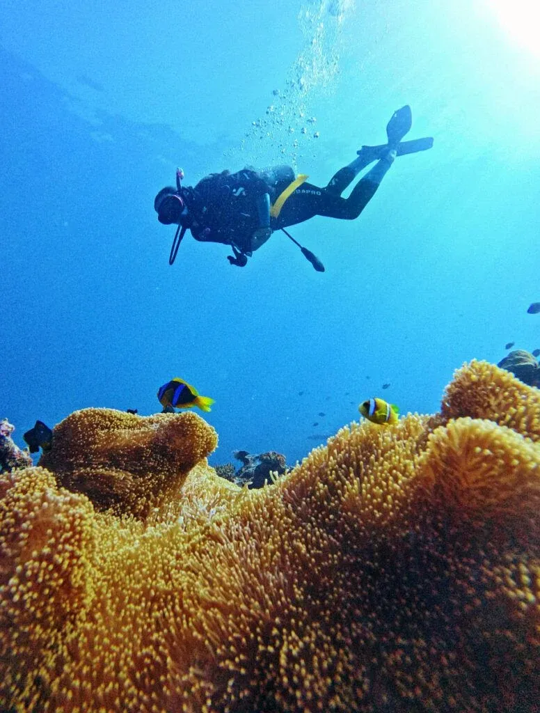 The Best Scuba Diving in Ha'apai: 5 Best Dive Sites