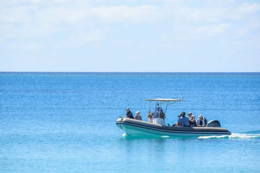 5 Best Whale Swim Tours in Ha'apai
