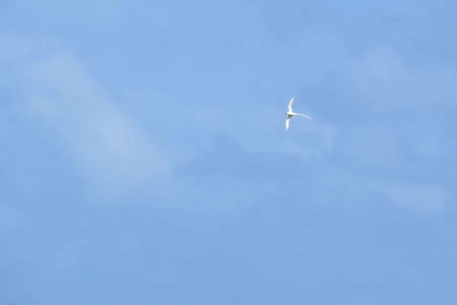 10 Animals &amp; Birds Found in Tonga