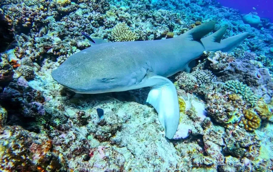 10 Best Snorkelling Tours in Tonga