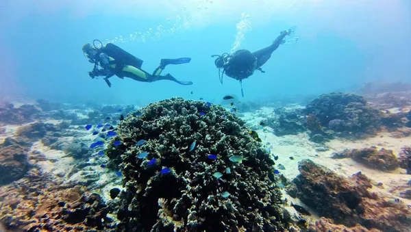 The Best Time to Dive in Tonga