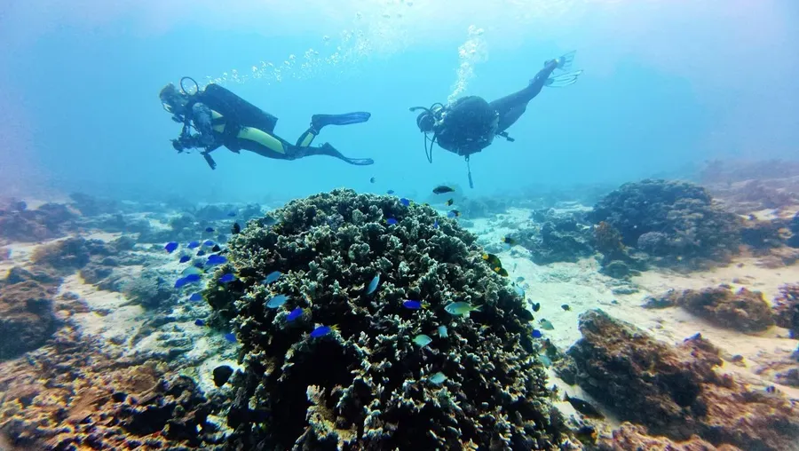 The Best Time to Dive in Tonga