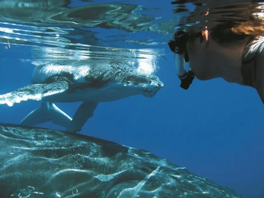 The Travel Guide to Tonga on a Budget